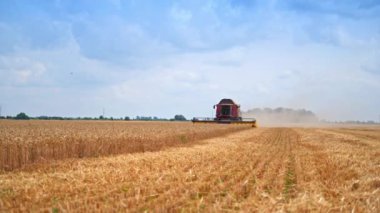 Hasat makinesi sarı buğday tarlasında yavaşça ilerliyor. Hasat mevsiminde tarım ekipmanları iş başında.