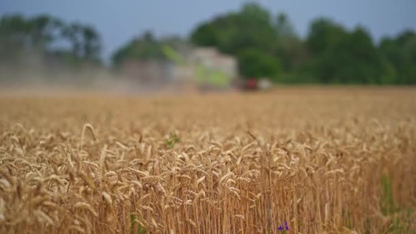 Riesiges Feld Von Reifem Weizen Gelbe Ähren Voller Reifer Körner — Stockvideo