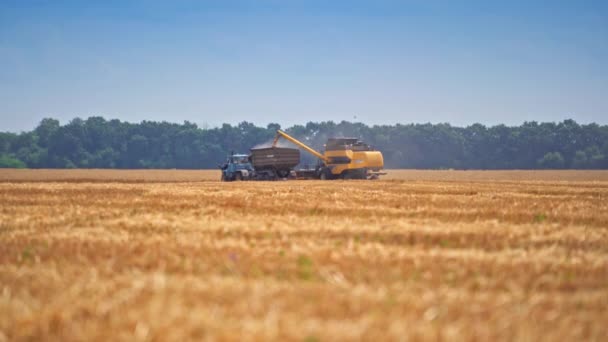 トラクターのトレーラーに小麦粒をロードする大きな黄色の組み合わせ 遠隔地の小麦畑で2台の収穫機を収穫しました 日当たりの良い暑い日に作物を集める — ストック動画