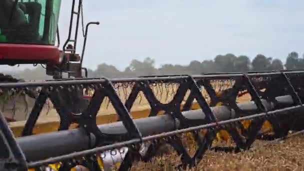 Величезний Косарний Механізм Перерізає Пшеницю Прибирання Ножиць Роботі Хмара Пилу — стокове відео
