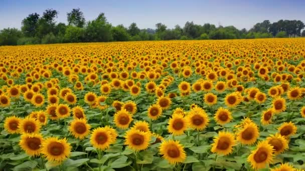 Prachtige Zonnebloemen Het Veld Kijken Uit Camera Vlucht Bloemen Zwaaiend — Stockvideo