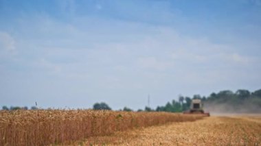 Mavi gökyüzünün altında geniş sarı buğday tarlası. Uzakta çalışan büyük bir hasat makinesi. Dikenler buğday tarlasında rüzgarda hareket ediyor..