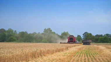 Kırmızılı hasat makinesi tarladaki buğdayı biçiyor. Traktör römorku hasatı tarladan alıyor. Açık mavi gökyüzünün altındaki sarı tarla.