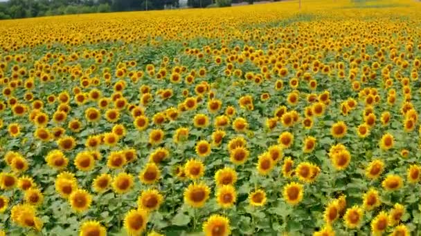Καλοκαίρι Τοπίο Μεγάλο Κίτρινο Αγρόκτημα Ηλιοτρόπια Κάτοψη Του Ανθισμένου Πεδίου — Αρχείο Βίντεο