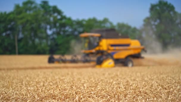 Sarı Hasat Makinesi Olgunlaşmış Buğday Dikenlerini Biçiyor Modern Ekipmanlar Ekinleri — Stok video