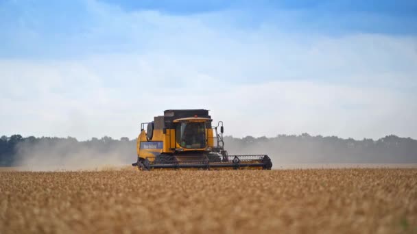 現代の黄色と黒のハーベスターは 農業分野を移動することを組み合わせています 忙しい収穫シーズンの作業機械 車両を運転する2つの組み合わせ — ストック動画