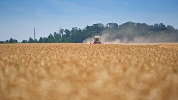 收割机收割成熟小麦的大田 混合机器在农田里尘土飞扬的云雾中运动 麦田接近模糊 — 图库视频影像