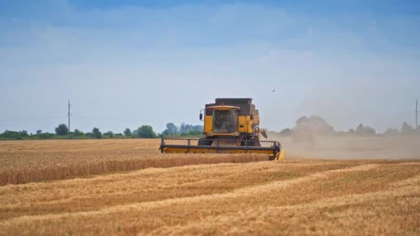 黑色和黄色的现代收割机在田里工作 夏天的一天 在成熟的小麦地里修剪了一半的土地 蓝天相映成趣 — 图库视频影像