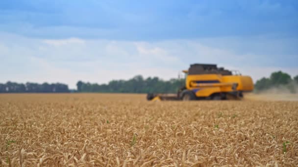Mower Machinery Cutting Crops Ripe Rye Harvest Season Big Yellow — Stock Video