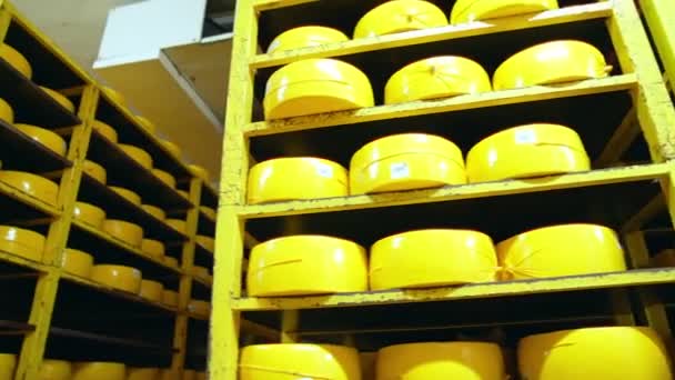 乳製品工場でハードチーズの頭を持つ高金属製の棚 乳製品企業でのチーズの熟成のための貯蔵 大きな黄色のチーズの頭が閉じる — ストック動画