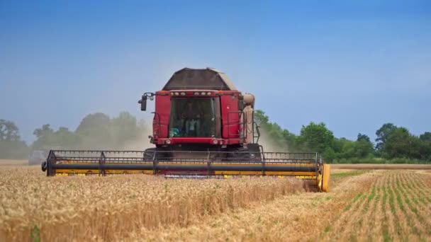 农业机械在麦田里辛勤劳作 收获季节收割庄稼 在阳光明媚的夏日播种小麦 — 图库视频影像
