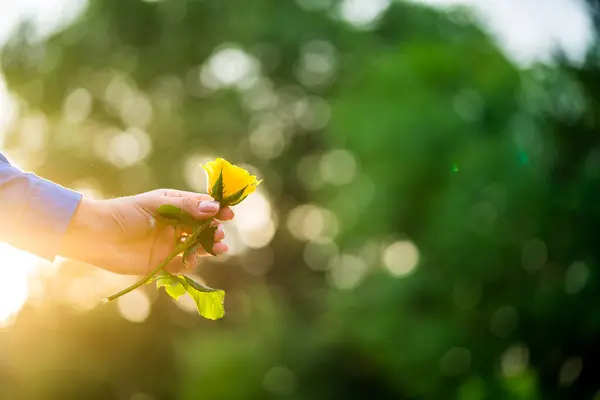 A Person Holding a Vibrant Yellow Flower. A person holding a yellow flower in their hand