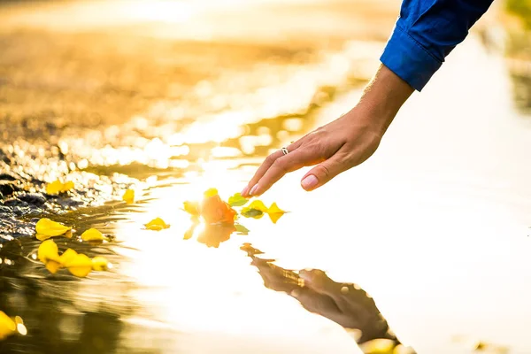 A person reaching for some yellow flowers in the water