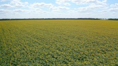 Muhteşem sarı ayçiçeği tarlası. Tarım alanının üzerinde bulutlar olan mavi gökyüzü. Çiftlik üzerinde çember hareketi.