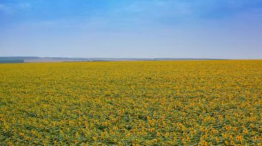 Mavi gökyüzüne karşı geniş tohum tarlası. Sonsuz tarlaların havadan görünüşü. Arkaplanda tarım alanları.