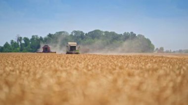Olgun tarlada yavaşça ilerleyen iki modern hasat. Altın alan bulanıklaşıyor. Arkaplanda yeşil ağaçlar.