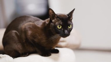 Kanepede oturan parlak kürklü kara kedi. Sarı gözlü evcil hayvan bir şeye göz kulak oluyor. Kapat..