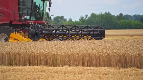 Агрономічне Обладнання Перерізає Стиглі Вуха Кукурудзи Потужна Машина Копає Зернові — стокове відео