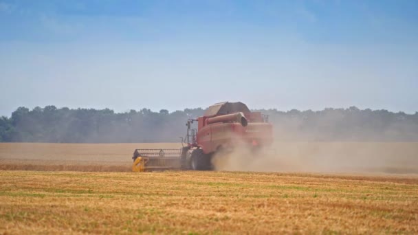 混合收割机在成熟的田里工作 麦田上尘土飞扬 农业种植园收获季节 — 图库视频影像