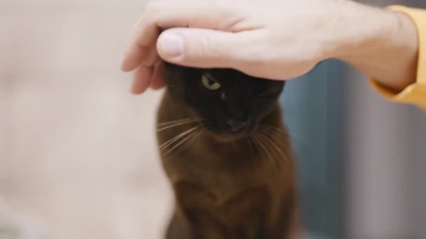 Mooie Zwarte Kat Wordt Huisdier Door Eigenaar Mannelijke Hand Streelt — Stockvideo