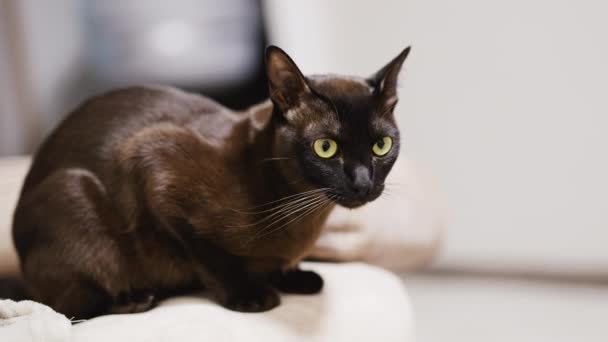 Zwarte Kat Met Glanzend Bont Bank Geeloog Huisdier Houdt Iets — Stockvideo