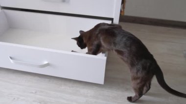 Çekmeceyi keşfeden güzel siyah kedi. Kitty bir şeyi kontrol etmek için çekmeceye tırmanıyor. Kapat..