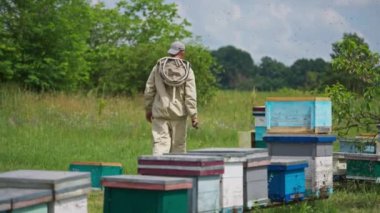 Arı kovanlarının üzerinden uçan arı sürüsü. Arı bakıcısı böceklerle çevrili arı kovanlarından uzaklaşıyor. Organik arı çiftliğinde güneşli bir gün.