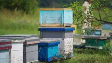 Etrafı arılarla çevrili ahşap arı kovanları. Küçük böcekler yaz mevsiminde çok çalışıyor..