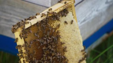 Ahşap çerçevede bal peteğiyle arı sürüsü. Çerçevede bal peteğiyle dolaşan bir sürü bal arısı var. Kapat..
