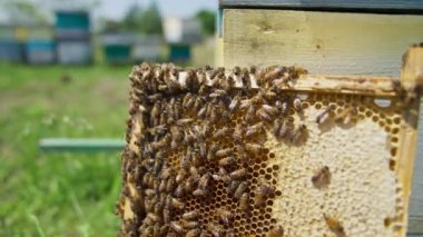 Arı kovanında bırakılan bal çerçevesi. Çerçevenin üzerinde koşuşturan arılar. Kapatın. Bulanık arkaplan.