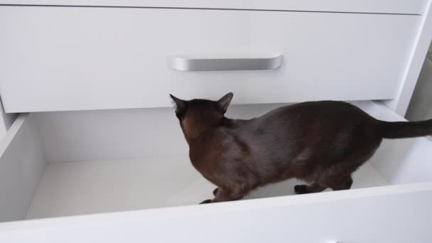 Gato Doméstico Parado Cajón Vacío Del Cofre Kitty Explorando Mueble — Vídeos de Stock