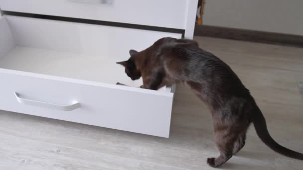Hermoso Gato Negro Explorando Cajón Kitty Trepando Dentro Del Cajón — Vídeo de stock