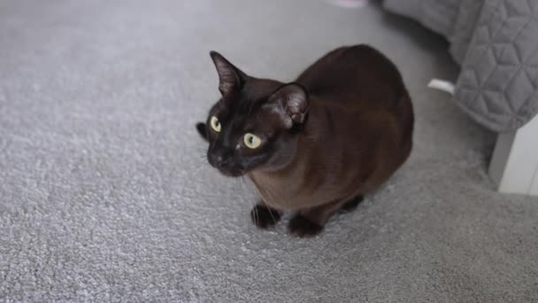 Pisica Neagră Casă Așezată Covor Pisica Uită Atent Ceva Închidere — Videoclip de stoc