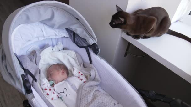 黑猫坐在窗台上 凯蒂看着婴儿在婴儿车里睡觉 猫嗅到婴儿车的味道 — 图库视频影像