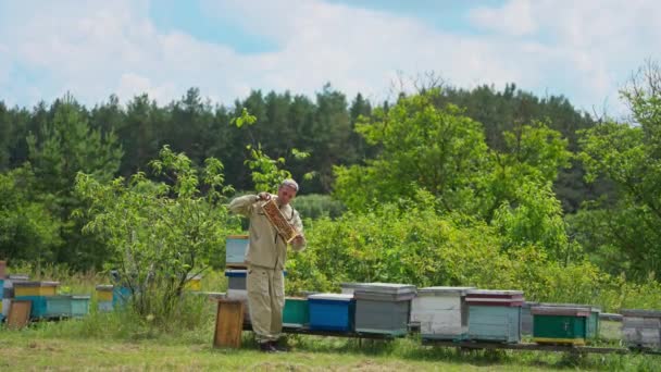 不同的蜂窝位于森林附近的蚜虫群中 蜂农用蜂窝检查蜂房附近的框架 — 图库视频影像