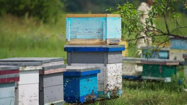 Dřevěné Včelí Úly Obklopené Spoustou Včel Maličký Hmyz Tvrdě Pracuje — Stock video