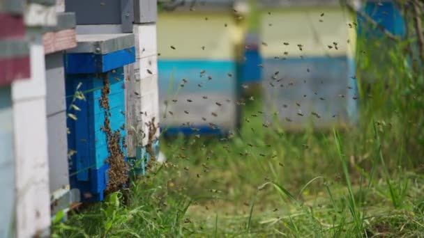 Arı Kovanlarına Sayısız Arı Geri Geliyor Yazın Organik Arı Çiftliğinde — Stok video