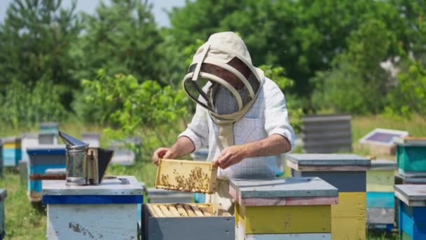 Méhész Méhfarmján Dolgozik Méhész Védőruhában Méheket Rázva Keretről Méhsejt Fésűvel — Stock videók