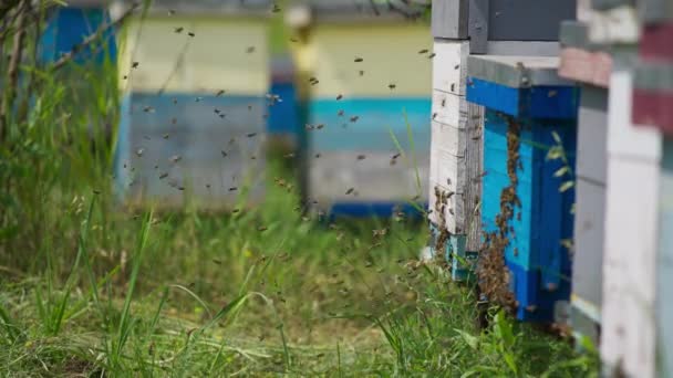 勤劳的蜜蜂飞向蜂房 带着花蜜 夏季有木制蜂箱的有机蜂场 — 图库视频影像
