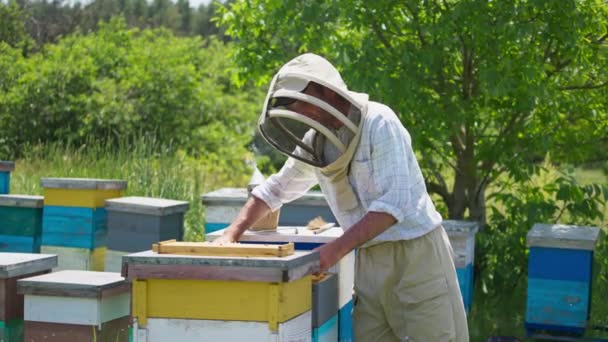 养蜂人赤手空拳地从蜂房取出蜂蜜框 身穿防护服的人检查养蜂场的蜂窝 — 图库视频影像