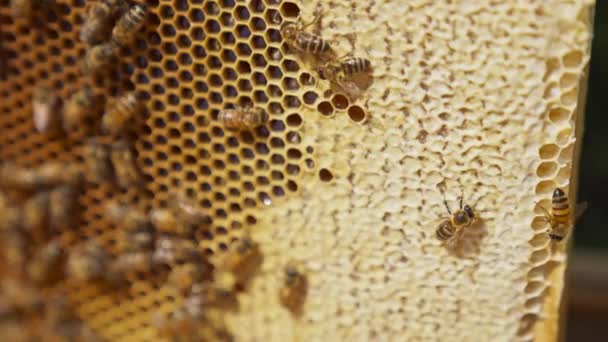 Arılar Bal Dolu Çerçevenin Etrafında Dolanıyorlar Bal Hücreleri Mühürlendi Kapanmadı — Stok video