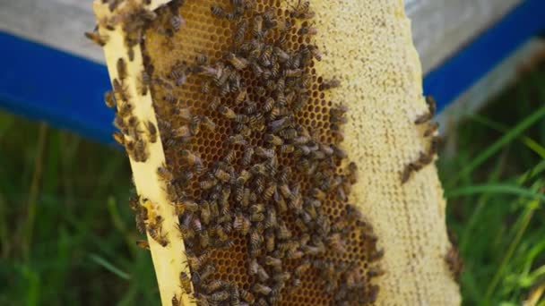 Honigbienen Brüten Über Dem Honigrahmen Bienenzuchtbetrieb Zur Erntezeit Nahaufnahme — Stockvideo