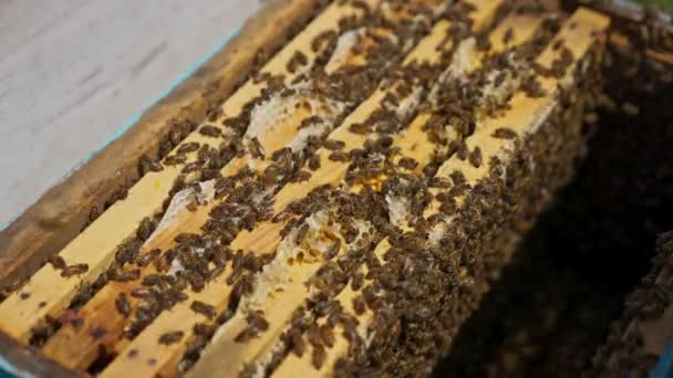 ミツバチハウスの内部に積み重ねられたミツバチフレームはほとんどありません 蜂の巣の中で働くハチのブロッド クローズアップ — ストック動画