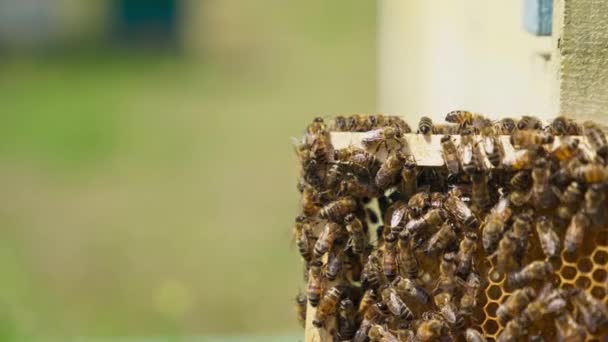 蜜蜂在蜂蜜框架上游荡 覆盖蜡框架的工蜂关门了 模糊的背景 — 图库视频影像