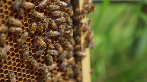 Bijenzwerm Werkt Aan Het Honingframe Bijen Ventileren Het Frame Met — Stockvideo