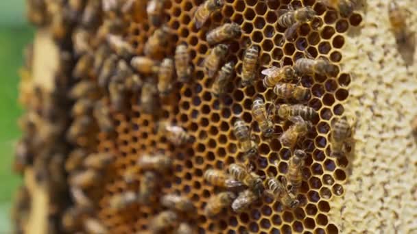工蜂在蜂蜜架周围徘徊 蜜蜂在养蜂场生产有机蜂蜜 蜂蜜架靠拢 — 图库视频影像