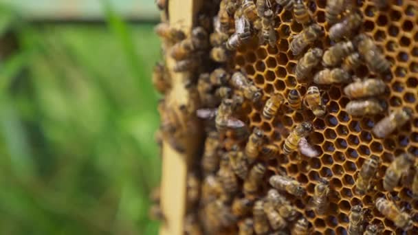 ハニーコムはハチのブロッドで覆われています 新鮮な蜂蜜でいっぱいの小さなワックス細胞が閉じています 背景にぼやけている緑の草 — ストック動画