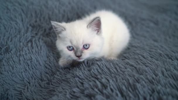 Słodki Biały Kotek Siedzący Wygodnie Kratce Mały Biały Kotek Szarym — Wideo stockowe