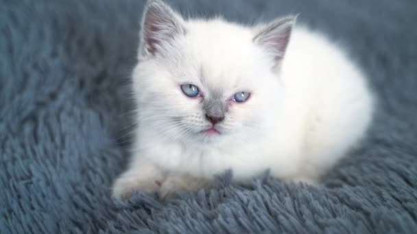 Gato Branco Bonito Com Olhos Azuis Sentados Cama Gatinho Branco — Vídeo de Stock
