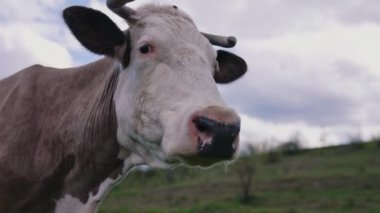 İnek tarlada otluyor. Süt veren ineklerin ot yediği bir çiftlik.